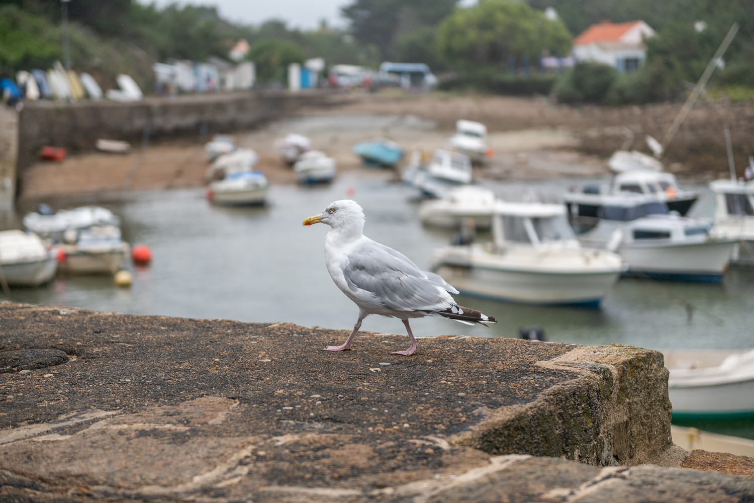 reportage photo ile yeu Cravate et Sandalettes