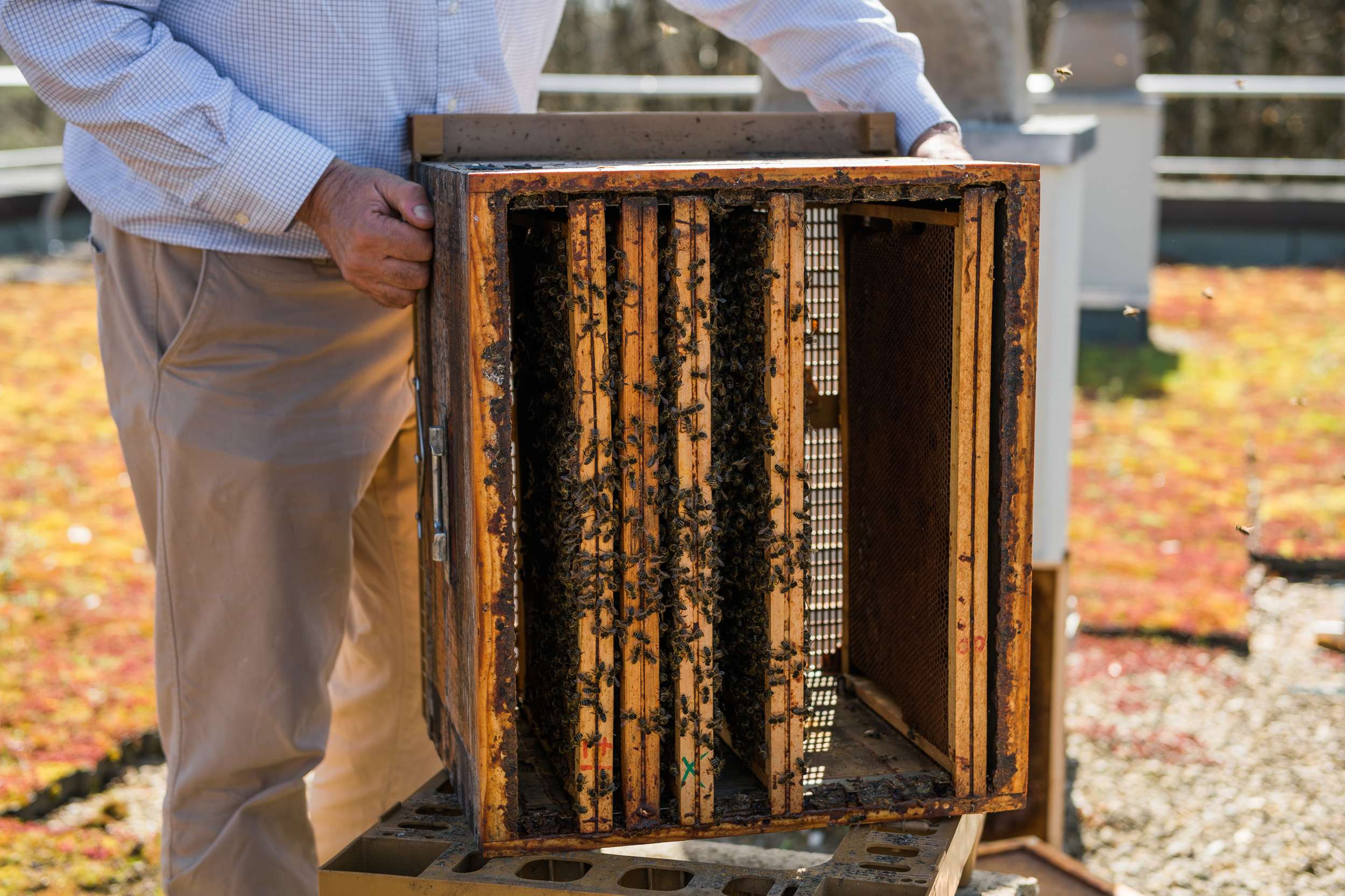 Reportage photo Vallée de Chevreuse abeille apiculteur Cravate et Sandalettes