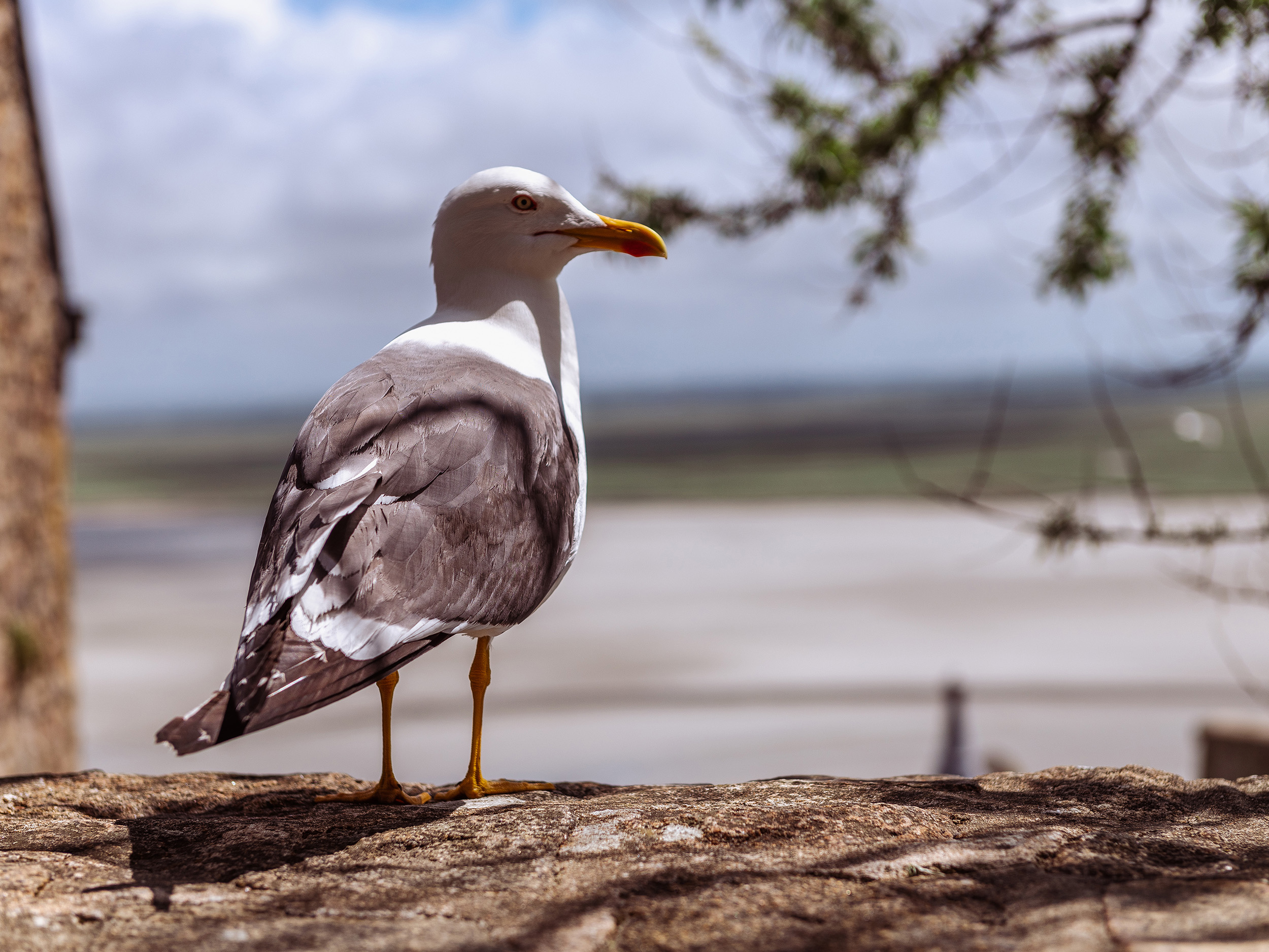 goéland reportage photo Cravate et Sandalettes Mont saint Michel
