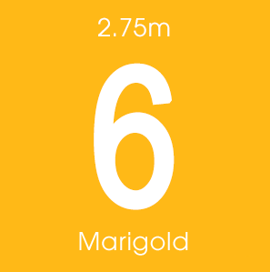 Marigold