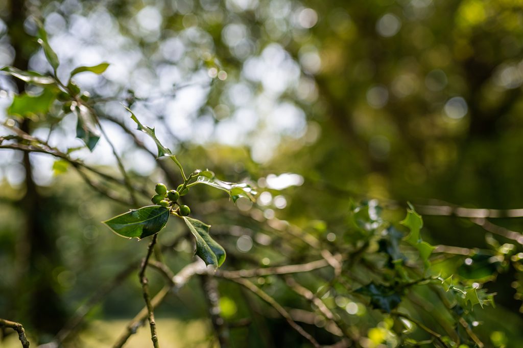 Dro Reportage Photo Universites Economie Responsable Open Land Vigneux De Bretagne Lensman