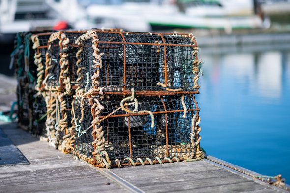 Reportage Photo O Poisson Les Sables D Olonne Lensman