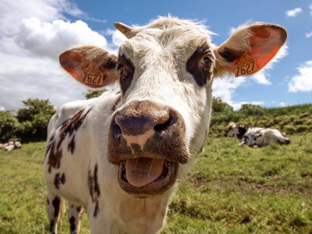 grosplan vache reportage photo Cravate et Sandalettes Mont saint Michel