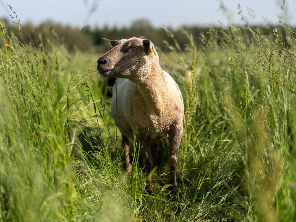 Mouton shooting agriculteur LENSMAN