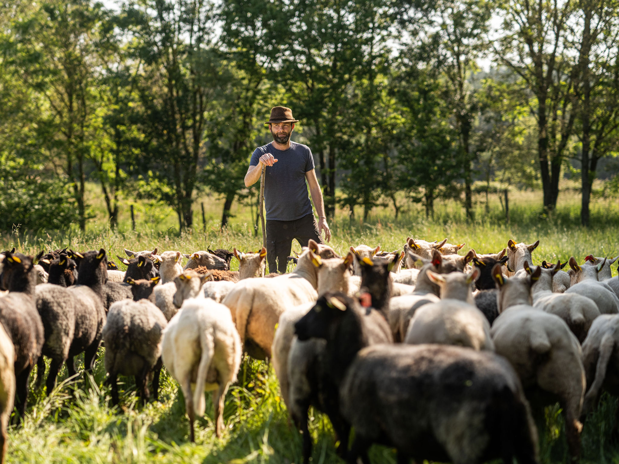 troupeau mouton photographe agriculture