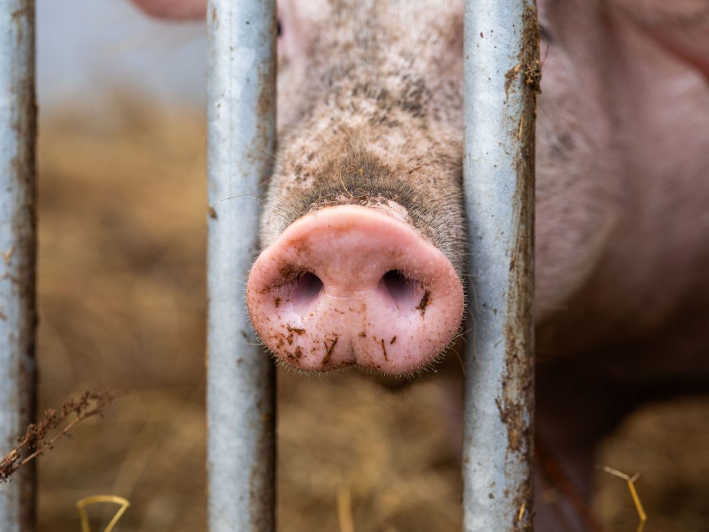 shooting ferme agriculteur