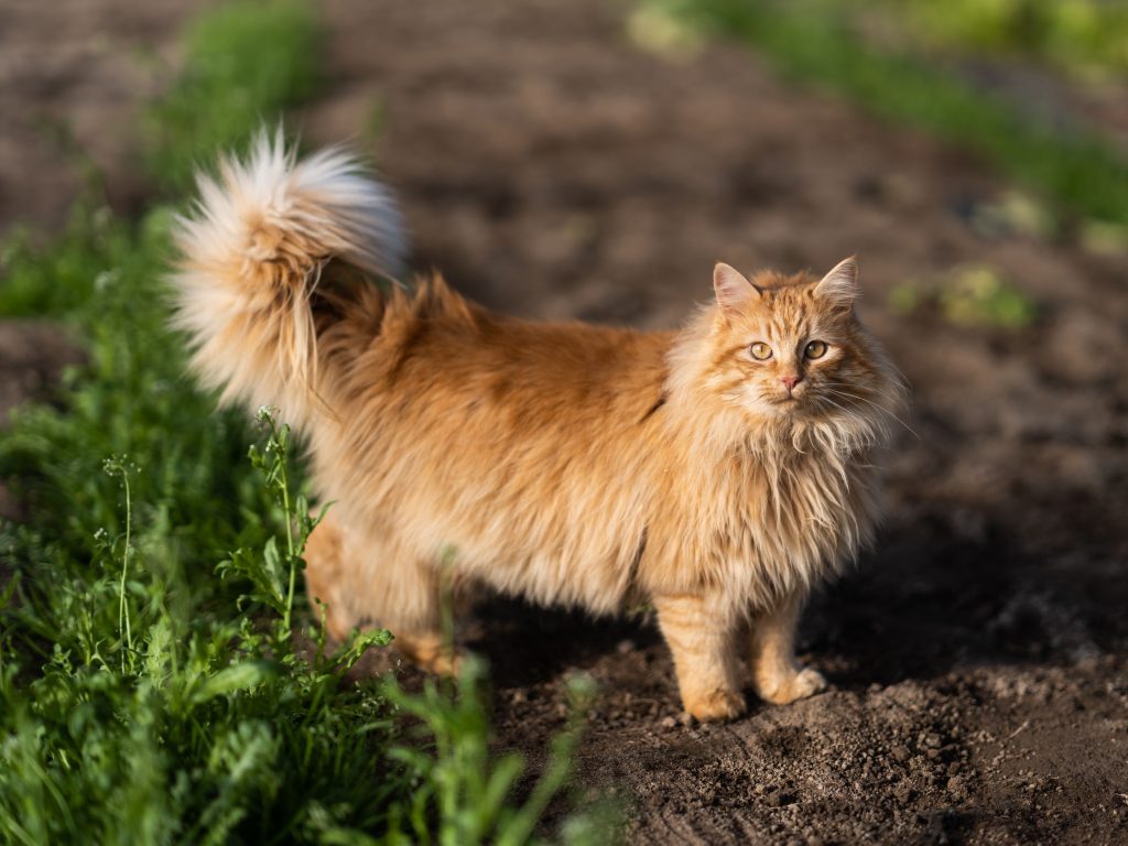Photographe Agriculture Loire Atlantique