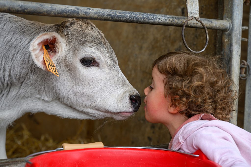 Photo vache élevage